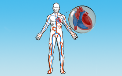 Illustration of the circulatory system including the heart.